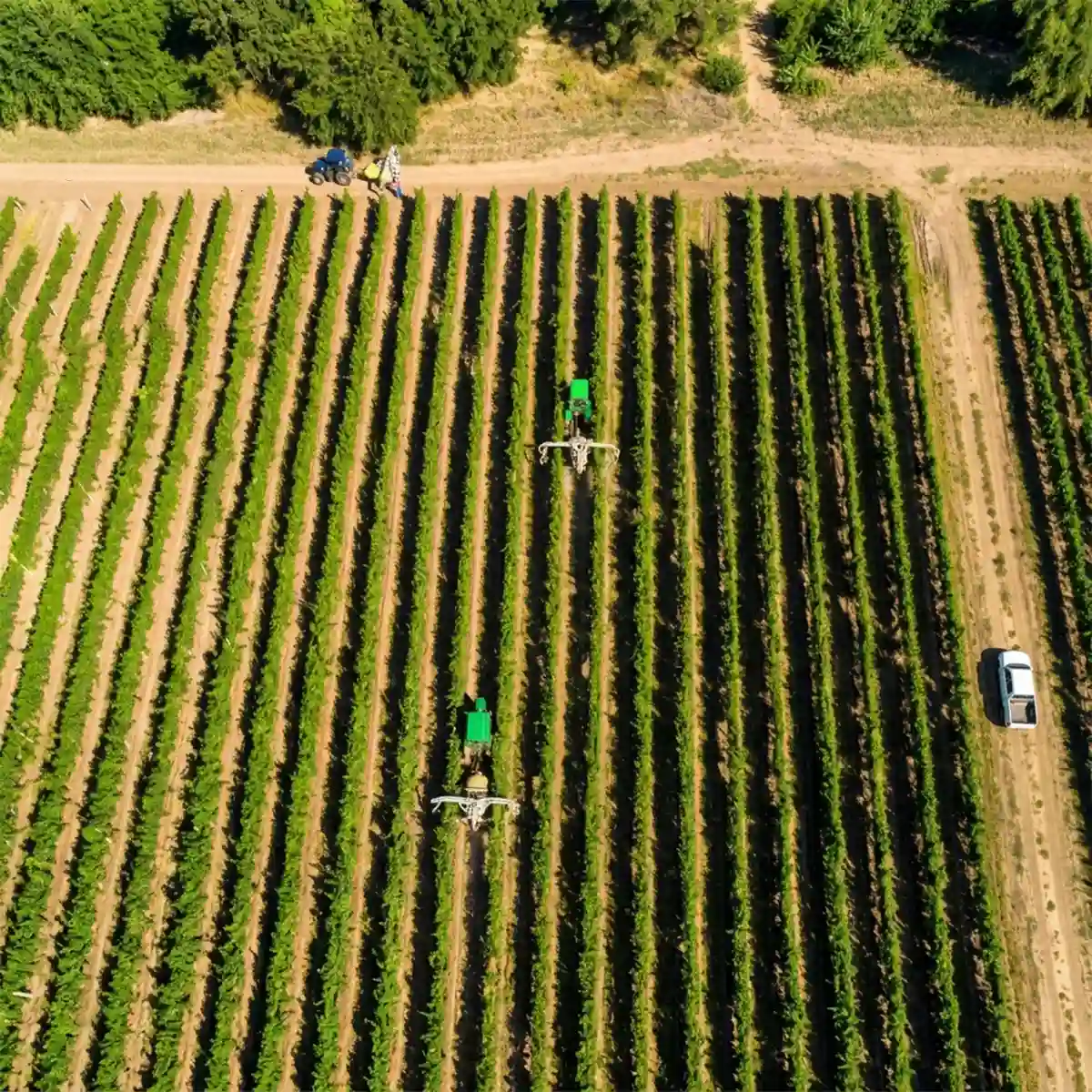 Vista aerea con drone di un vigneto con trattori al lavoro tra i filari